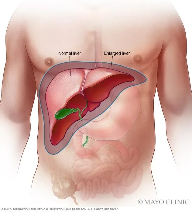 Illustration of female liver anatomy Stock Photo - Alamy