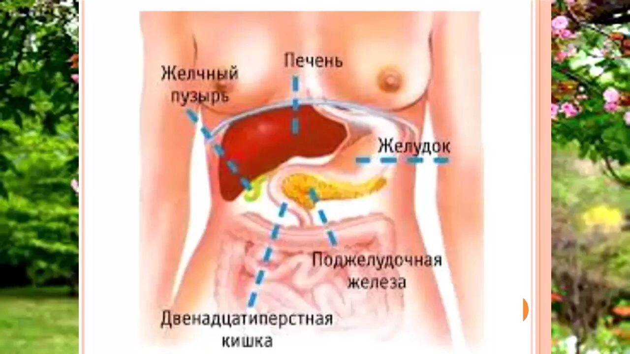 Расположение печени у женщины фото Что подходит нашему организму в августе! - YouTube