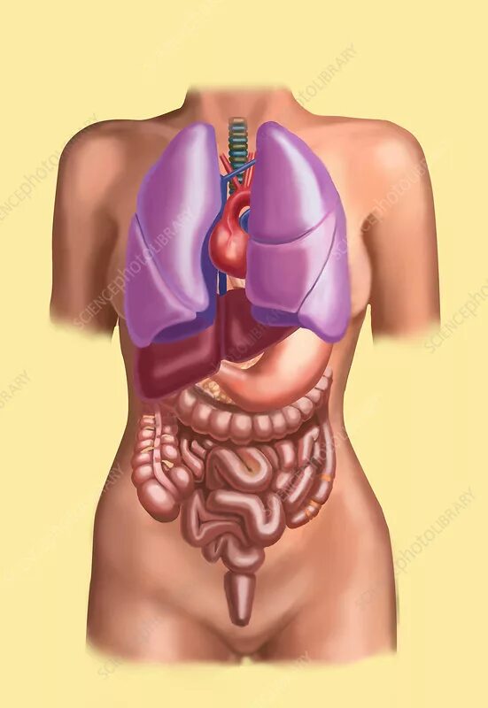 Расположение печени у женщины фото Organ System, Female Torso, Illustration - Stock Image - C027/6135 - Science Pho