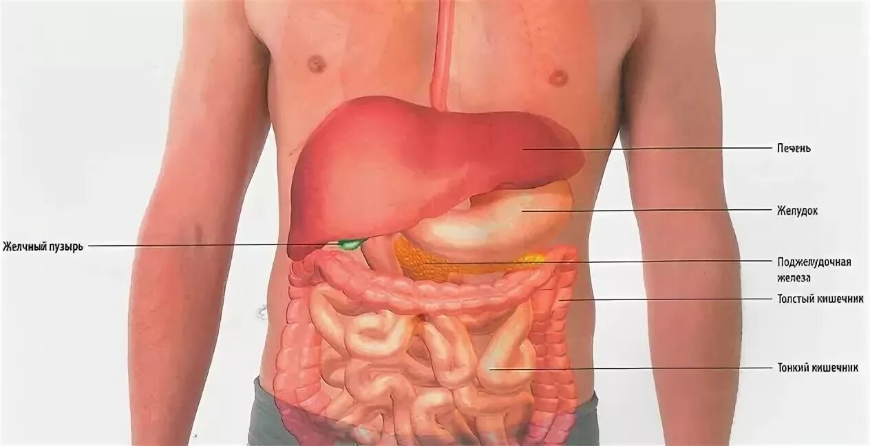 Расположение печени у женщины фото Что находится в левой стороне у человека