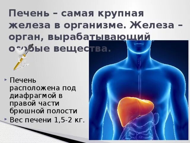 Расположение печени в организме человека фото "Пищеварение в кишечнике, всасывание питательных веществ". Презентация к уроку б