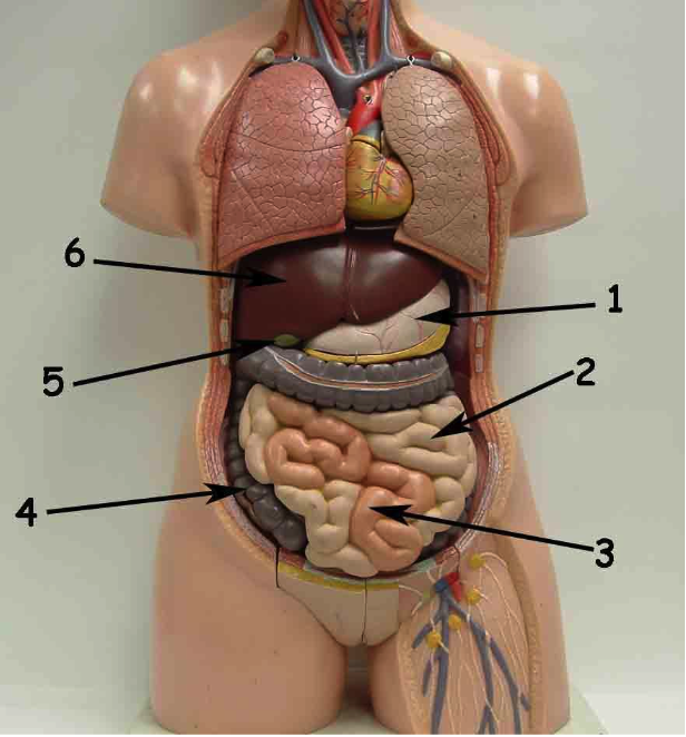 Расположение печени в организме человека фото Diagram of The Digestive System Quizlet