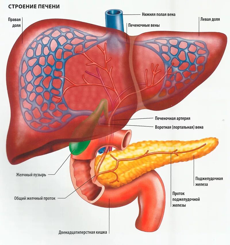 Расположение печени в организме человека фото Питание и пищеварение