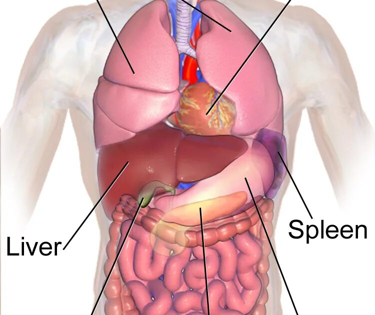 Расположение печени в организме фото Под печенью расположен