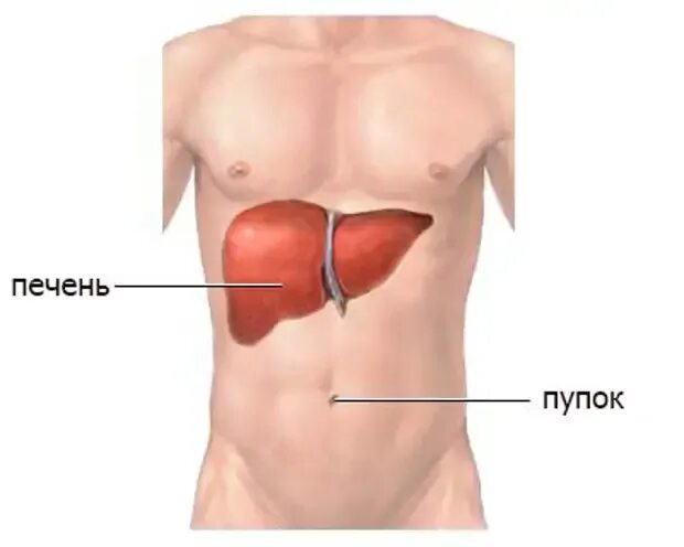 Расположение печени в организме фото Причины заболевания печени человека - Здоровье - Медиаплатформа МирТесен