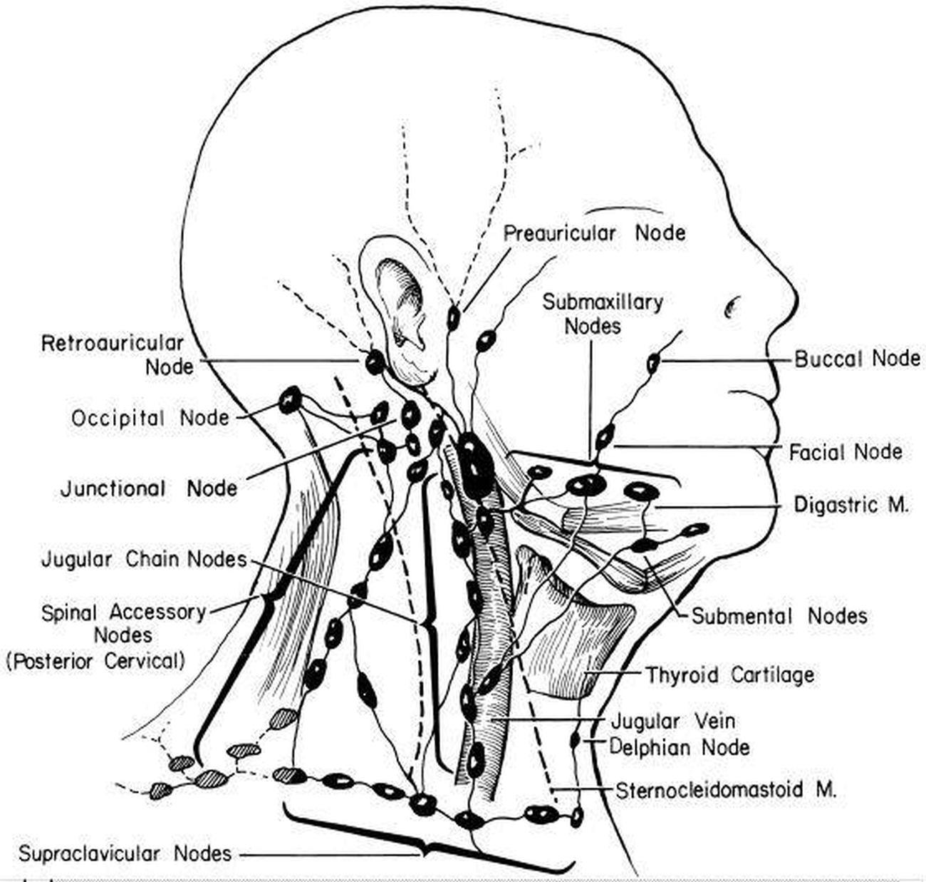 Расположение подчелюстных лимфоузлов у человека схема Pictures Of Anterior Cervical Lymph Nodes