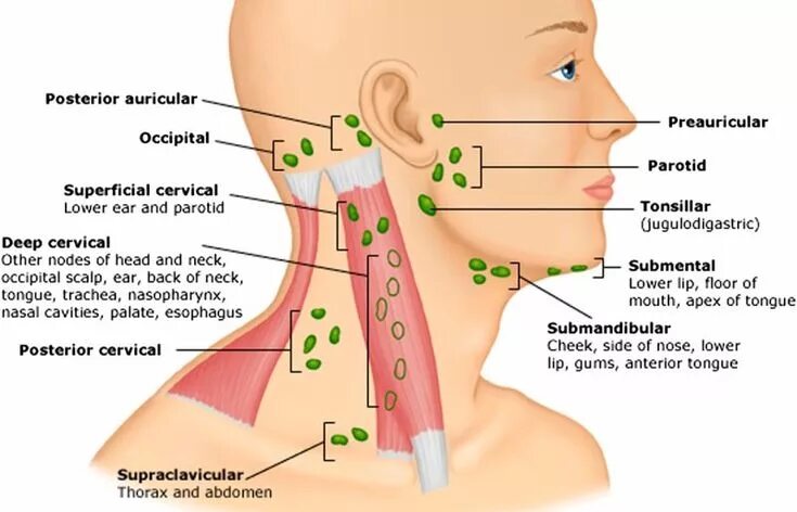 Расположение подчелюстных лимфоузлов у человека схема linfonodi-clavicola Massaggio linfatico, Sistema linfatico, Linfonodi