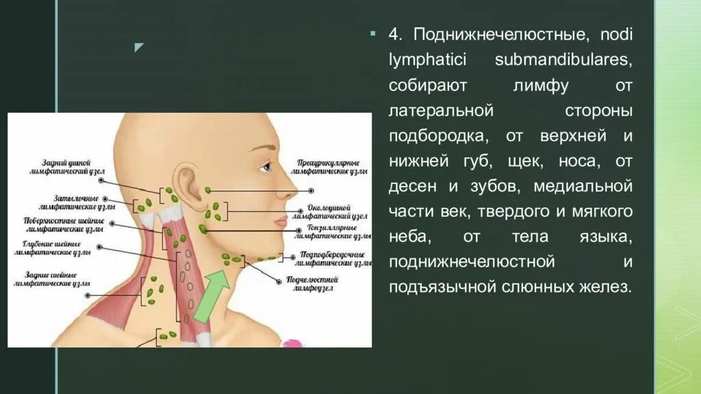 Расположение подчелюстных лимфоузлов у человека схема Твердые лимфатические узлы