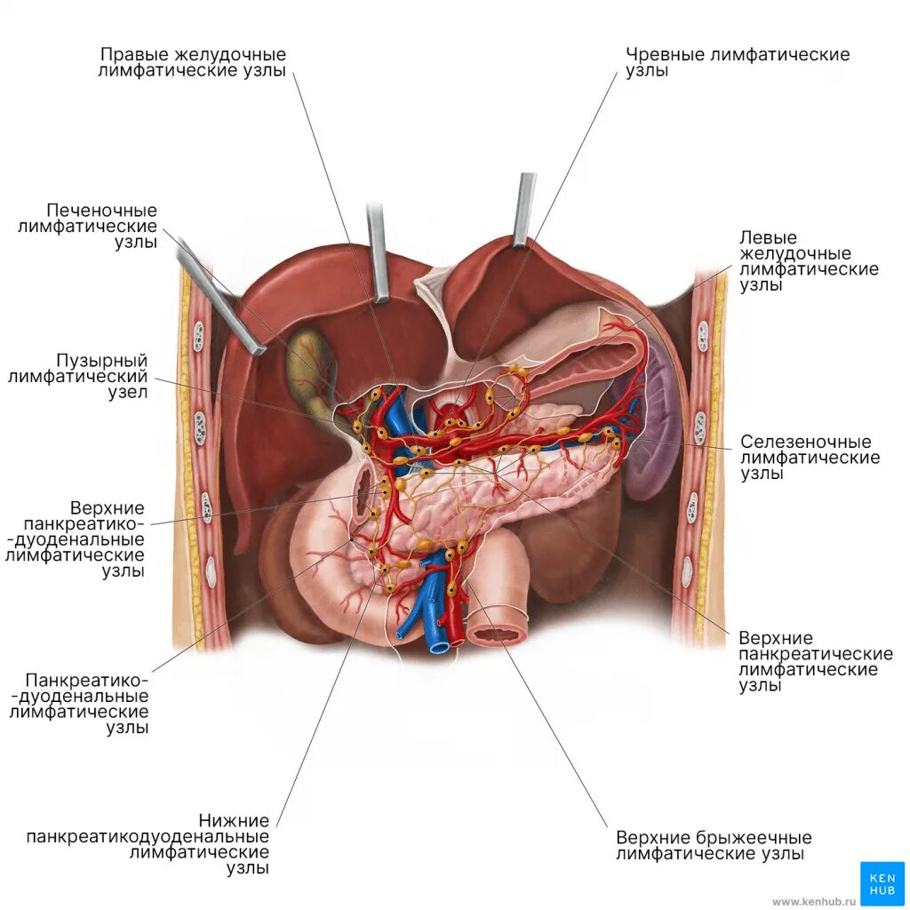Расположение поджелудочной железы в организме человека схема Поджелудочная железа - Kenhub