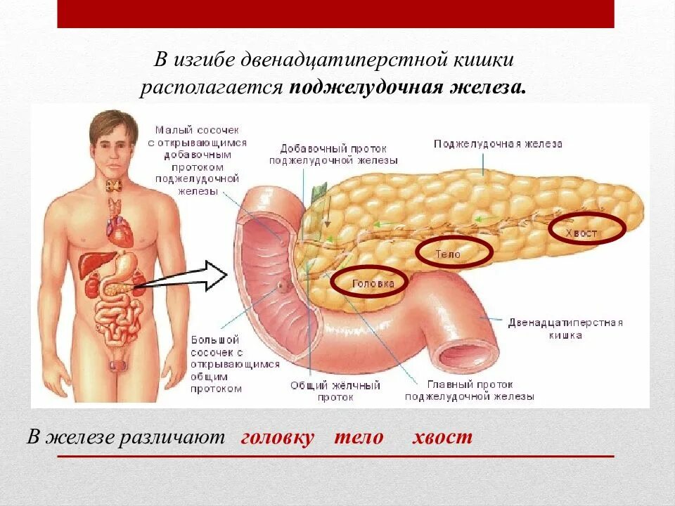 Расположение поджелудочной железы в организме человека схема Поджелудочная железа и двенадцатиперстная кишка: найдено 89 картинок