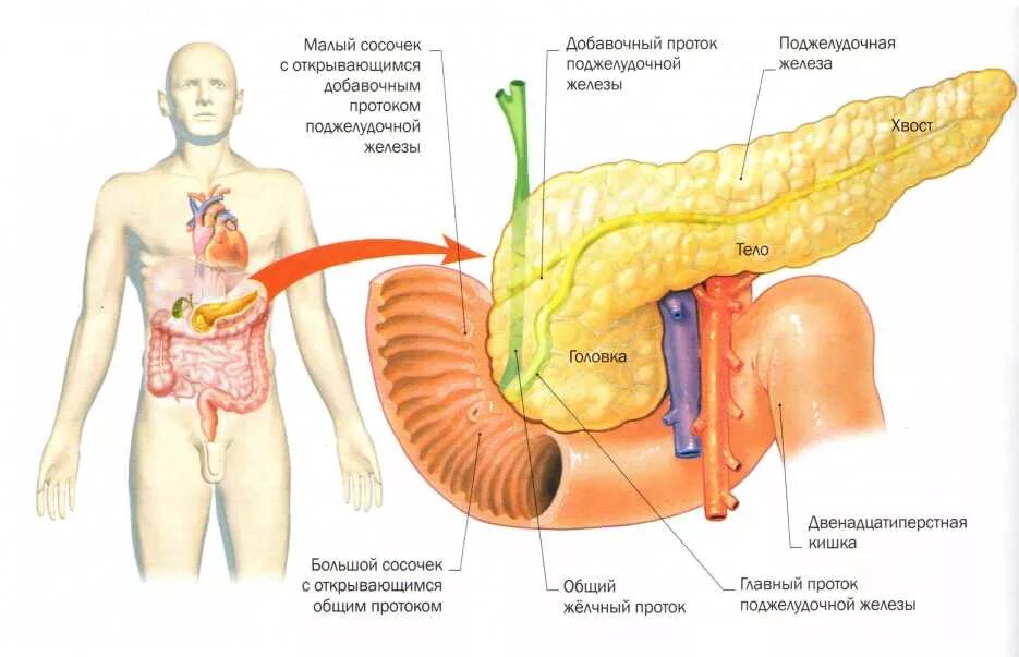 Расположение поджелудочной железы в организме человека схема МРТ поджелудочной железы - цены недорого, где лучше сделать в Москве, что показы