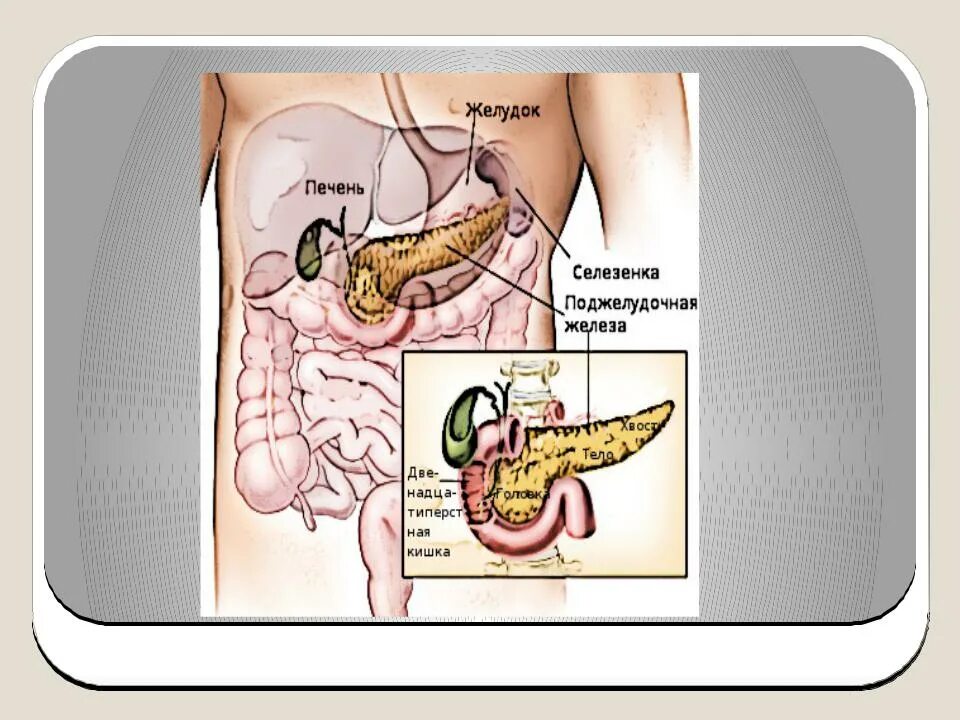 Расположение поджелудочной железы в организме человека схема Картинки ПОДЖЕЛУДОЧНАЯ РИСУНОК ЖЕЛЕЗА ГДЕ