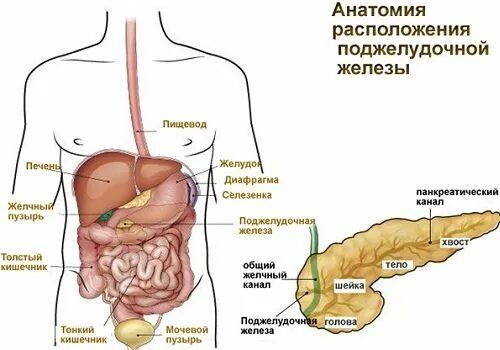 Расположение поджелудочной железы в организме человека схема Нормальный размер поджелудочной железы по УЗИ у взрослого, патологии при отклоне