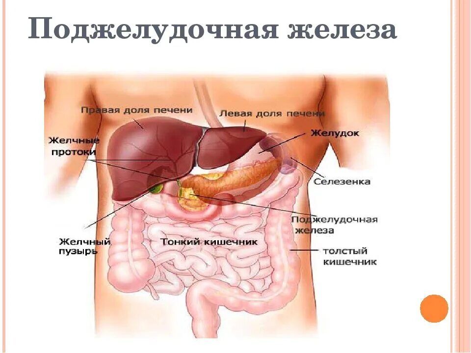 Расположение поджелудочной железы в организме человека схема #Ферменты_поджелудочной_и_Хашимото Dr.Izabella Wentz, перевод Ирины Стасюк За го