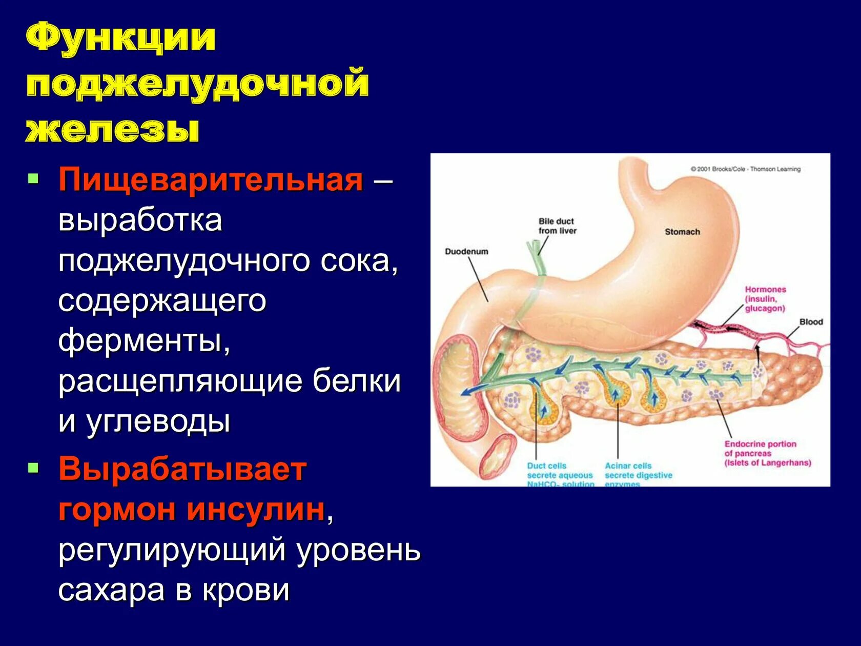 Расположение поджелудочной железы в организме человека схема 4 функции пищеварительного сока поджелудочной железы: найдено 90 картинок