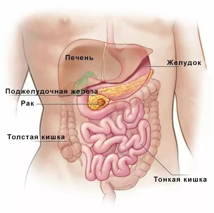 Расположение поджелудочной железы в организме человека схема Симптомы и лечение панкреатита в Митино Москва