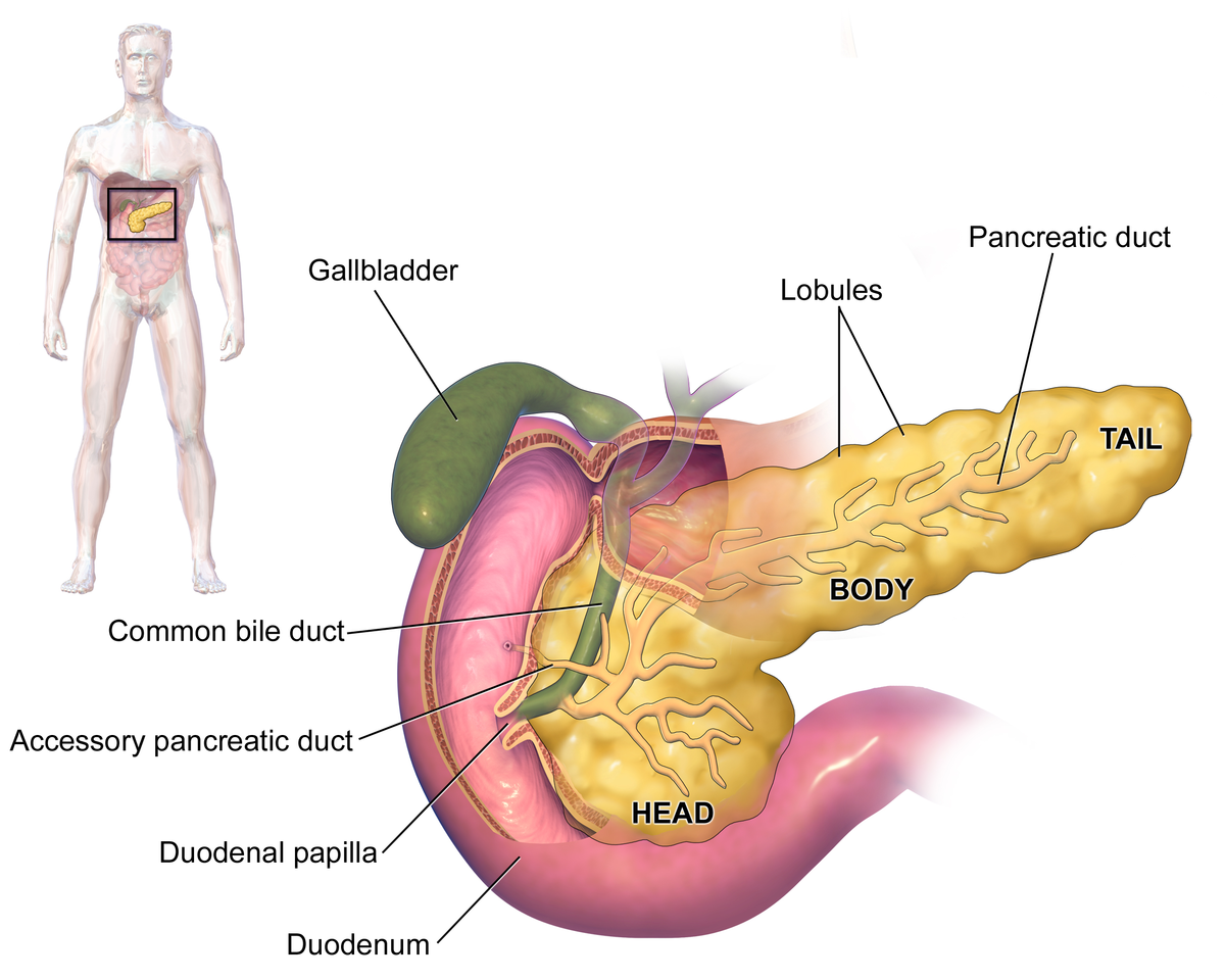 Расположение поджелудочной железы в организме человека схема Pancreatic fistula - Wikipedia