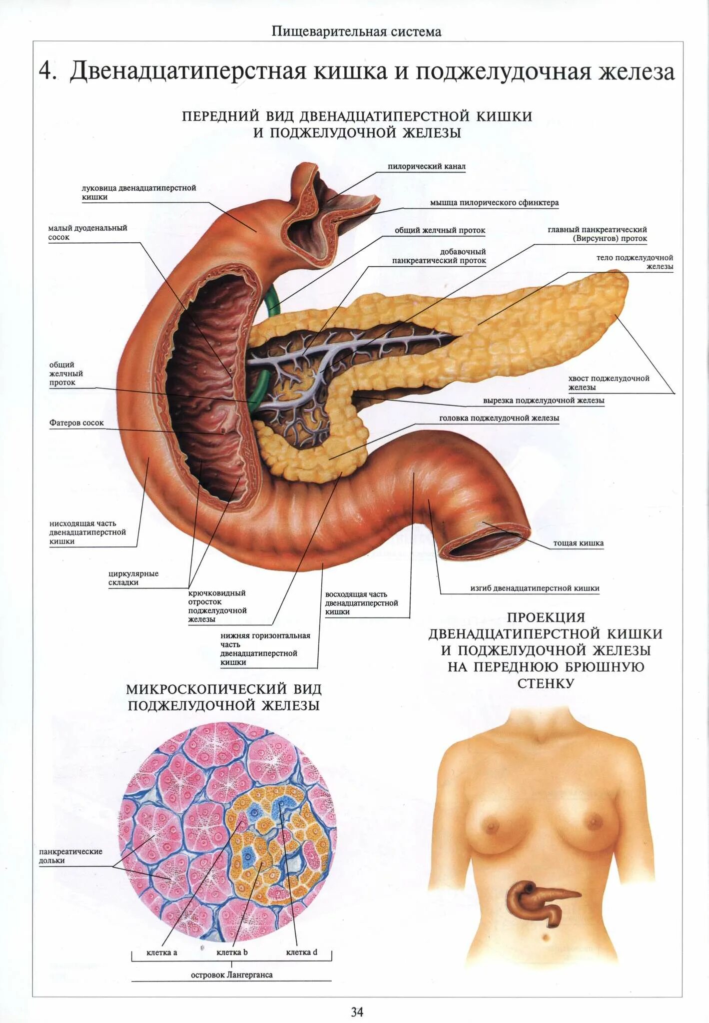 Расположение поджелудочной железы в организме человека схема Показать где у человека поджелудочная железа: найдено 90 картинок