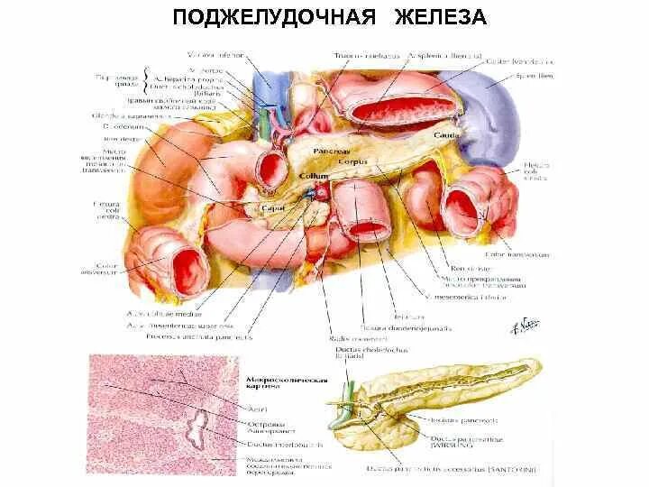 Расположение поджелудочной железы в организме человека схема Органы человека поджелудочная железа: найдено 82 изображений