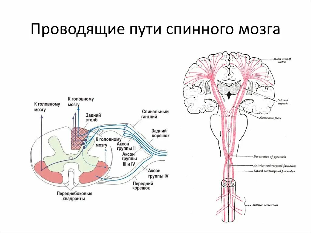 Расположение проводящих путей спинного мозга схема Через спинной мозг проходят пути: найдено 82 изображений