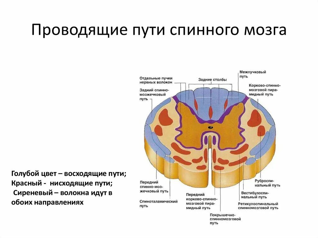 Расположение проводящих путей спинного мозга схема Проводниковая система спинного мозга