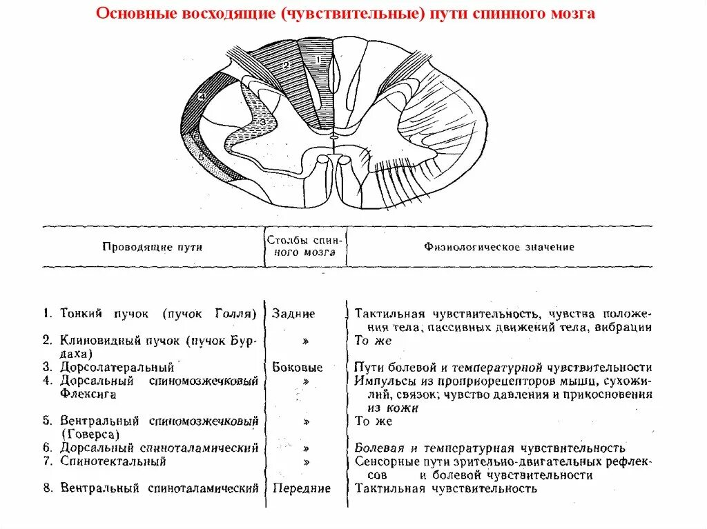 Расположение проводящих путей спинного мозга схема Спинной мозг чувствительные и двигательные: найдено 77 изображений