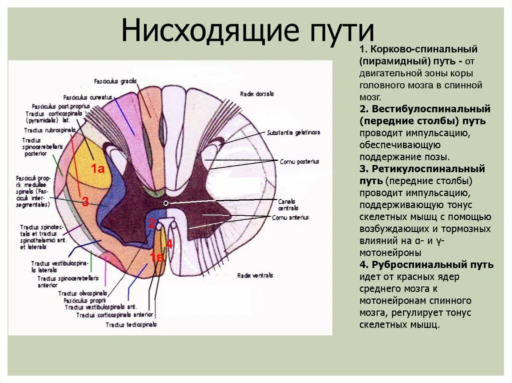 Расположение проводящих путей спинного мозга схема В спинном мозге проходят пути - найдено 81 картинок