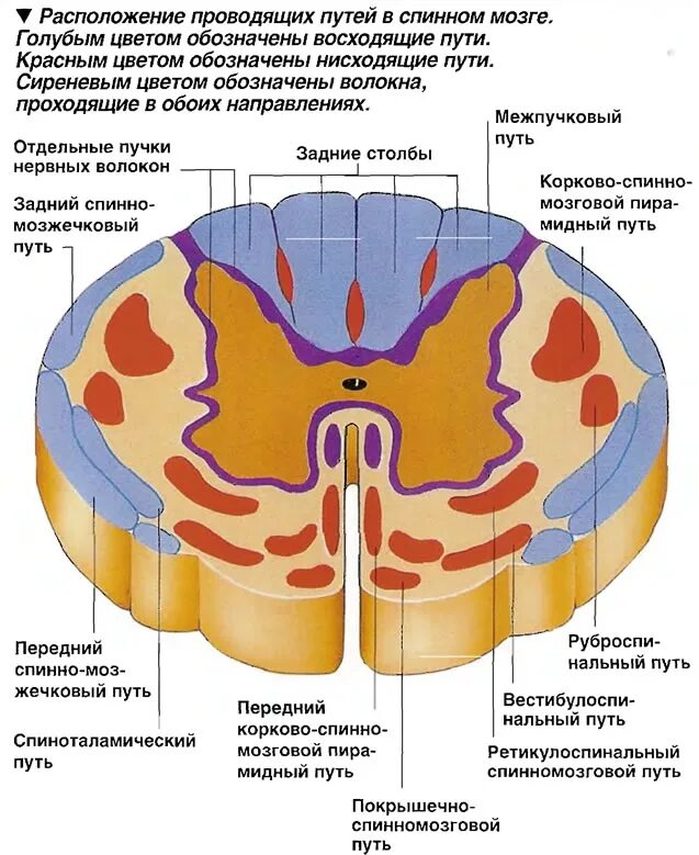 Расположение проводящих путей спинного мозга схема Расположение проводящих путей в спинном мозге" - картинка из статьи: "Спинной мо