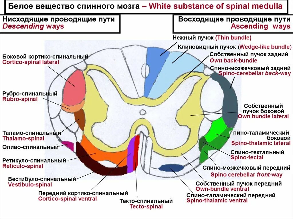 Расположение проводящих путей спинного мозга схема Ядра белого вещества: найдено 87 изображений