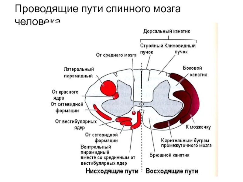 Расположение проводящих путей спинного мозга схема Через спинной мозг проходят пути: найдено 82 изображений