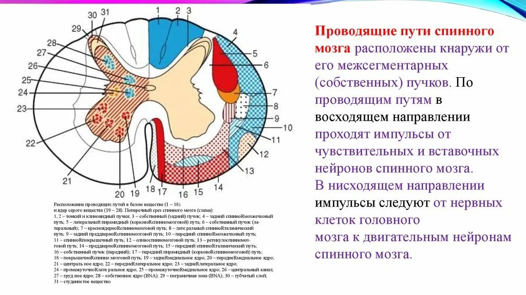 Расположение проводящих путей спинного мозга схема Спинной мозг проводящие пути двигательные - найдено 89 картинок