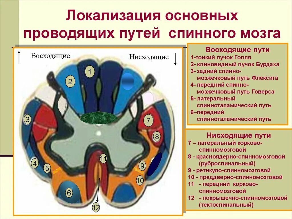 Расположение проводящих путей спинного мозга схема Проводниковый пути спинного мозга: найдено 66 картинок