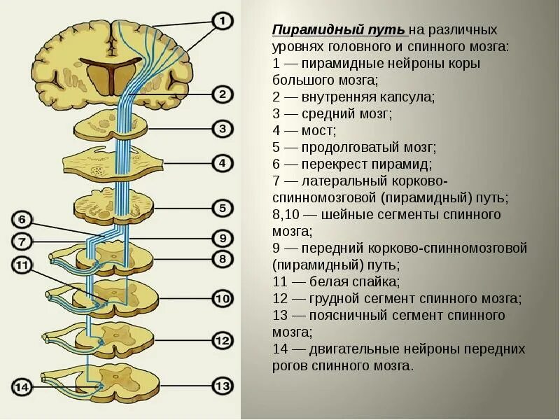 Расположение проводящих путей спинного мозга схема Проводящие системы нервной системы