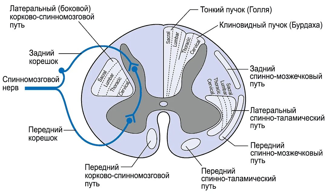 Расположение проводящих путей спинного мозга схема Перейти на страницу с картинкой