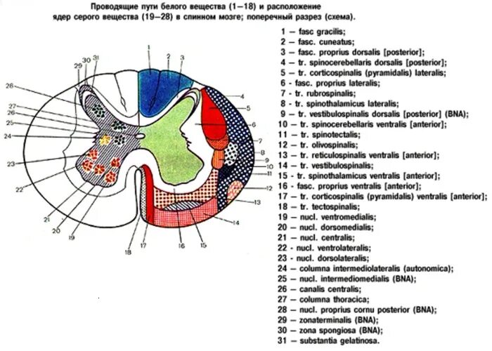 Расположение проводящих путей спинного мозга схема Диаграмма: Спинной мозг Quizlet