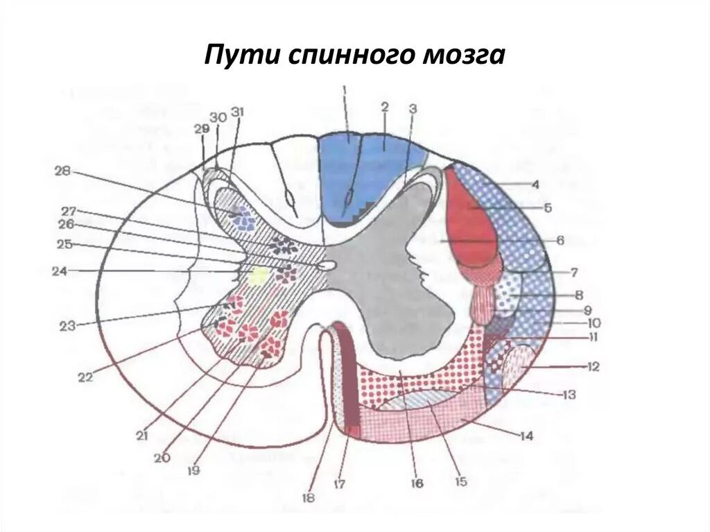 Расположение проводящих путей спинного мозга схема Центральная нервная система. Спинной мозг - презентация онлайн