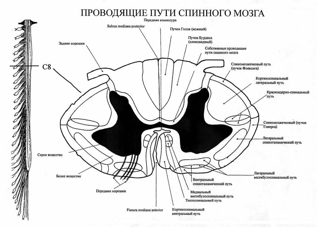 Расположение проводящих путей спинного мозга схема Волокна спинного мозга и головного мозга: найдено 88 изображений