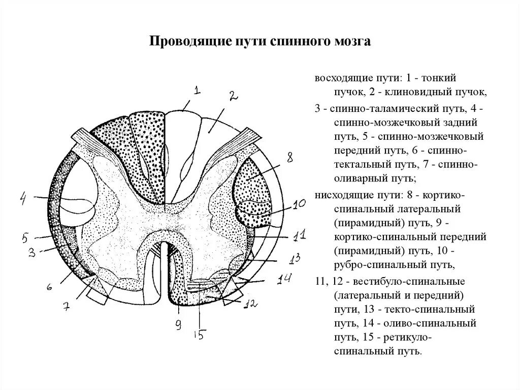 Расположение проводящих путей спинного мозга схема Спинной мозг пути схема