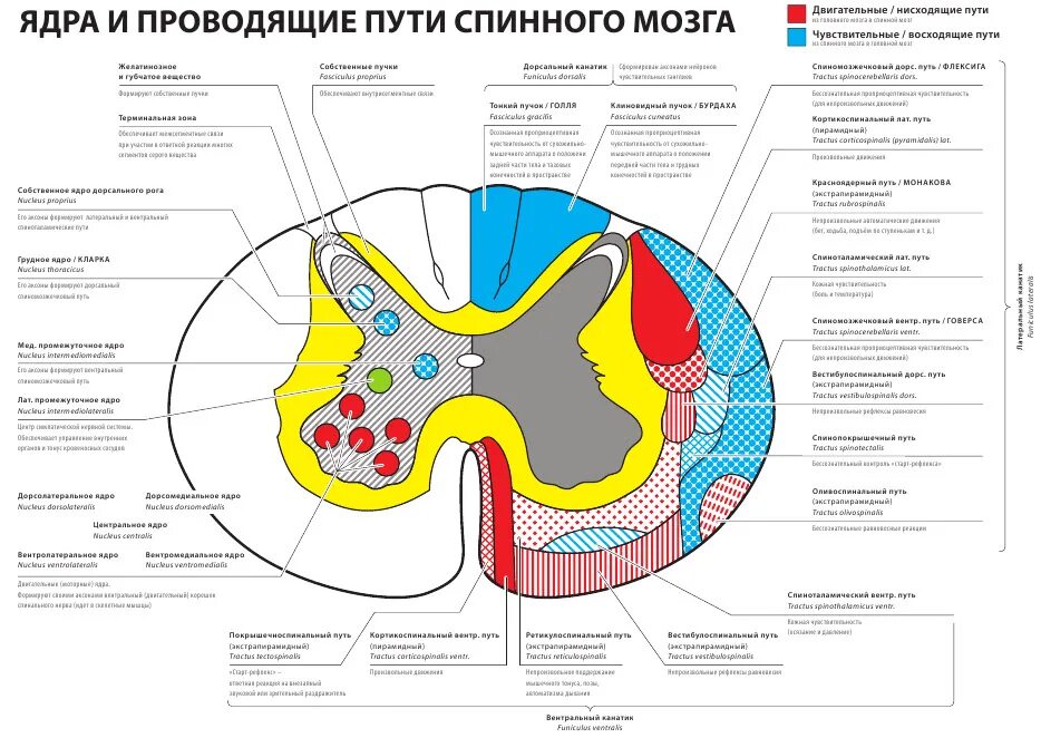 Расположение проводящих путей спинного мозга схема Литература УО "Витебская ордена "Знак Почета" государственная академия ветеринар