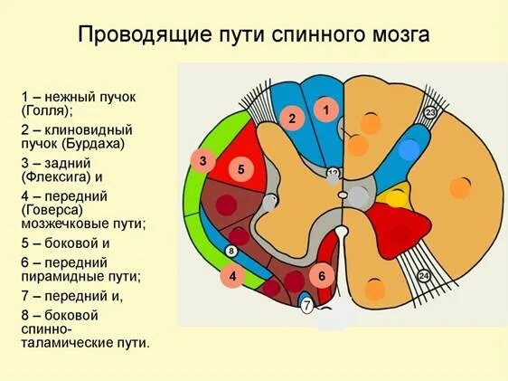 Расположение проводящих путей спинного мозга схема Основные проводящие пути головного и спинного мозга. - Студопедия.Нет