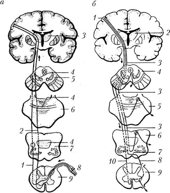 Расположение проводящих путей спинного мозга схема Схема проводящих путей мозга