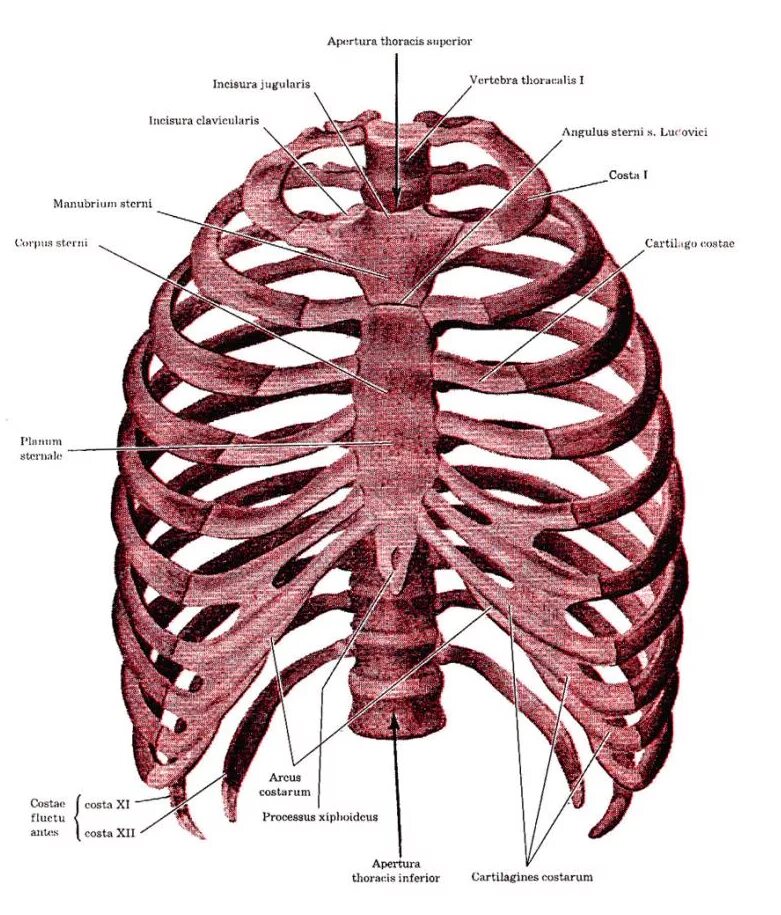 Расположение ребер у человека схема Грудная клетка мужчин и женщин: найдено 79 изображений