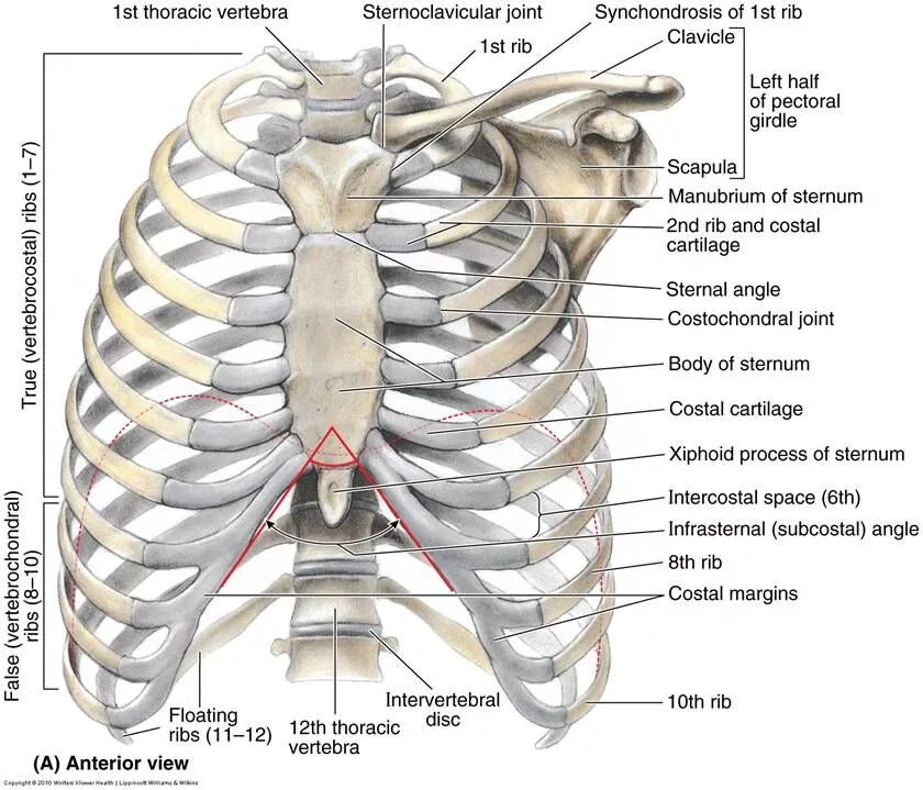 Расположение ребер у человека схема Thorax Anterior view of human body - Biology Forums Gallery Anatomy bones, Human