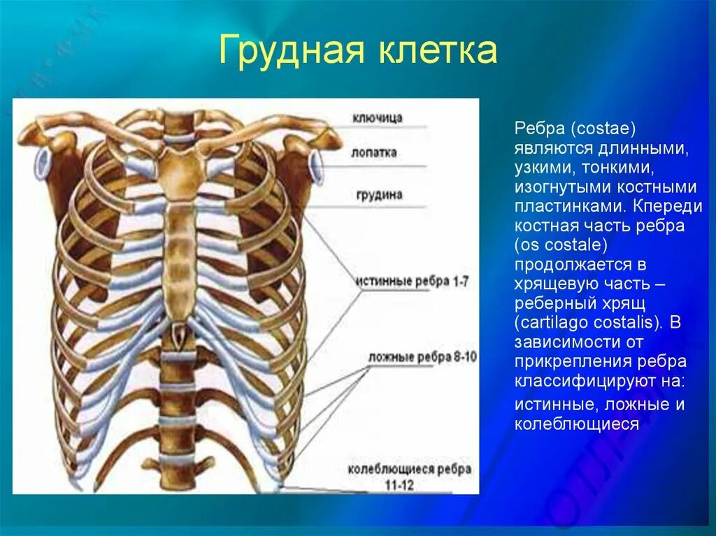 Расположение ребер у человека схема Может ли в дереве быть 4 ребра: найдено 82 изображений