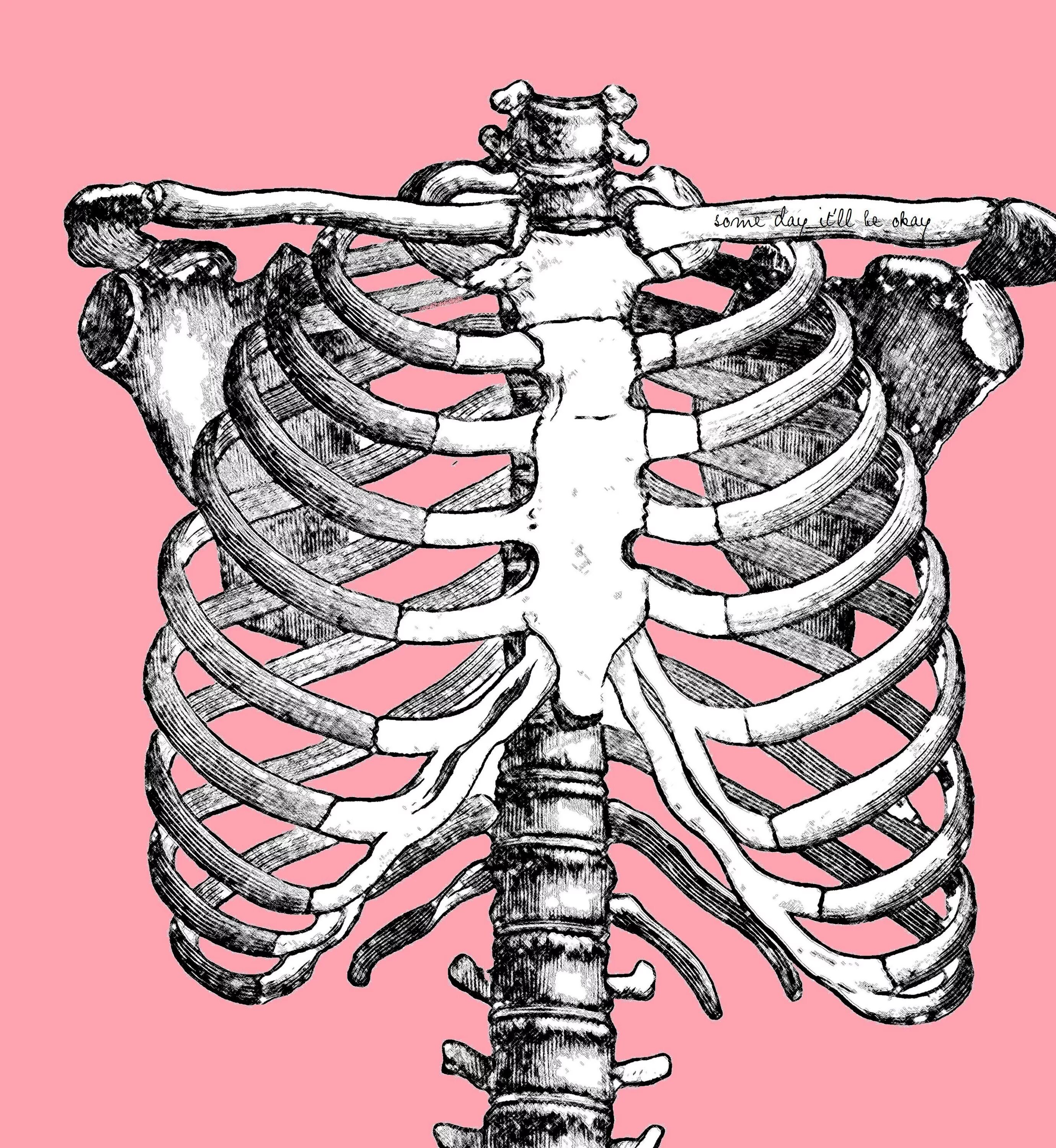 Расположение ребер у человека схема Rib cage drawing, Sketches, Human rib cage