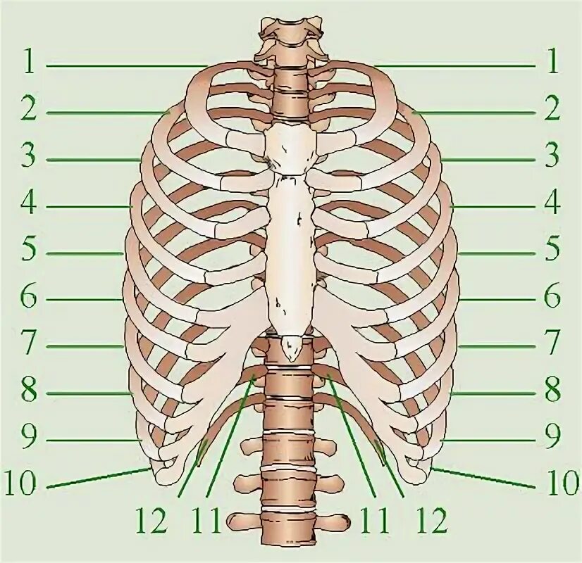 Расположение ребер у человека схема The page cannot be found Human skeleton, Style, Human