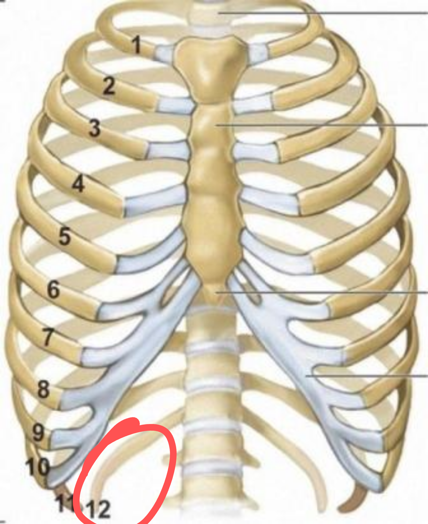 Расположение ребер у человека схема Ответы Mail.ru: Болит 12е ребро