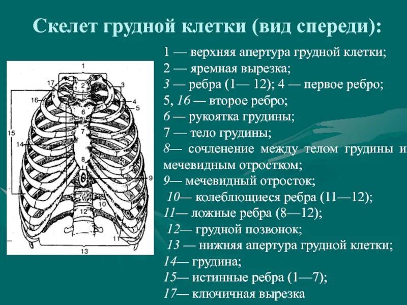 Расположение ребер у человека схема Кости и органы грудной клетки