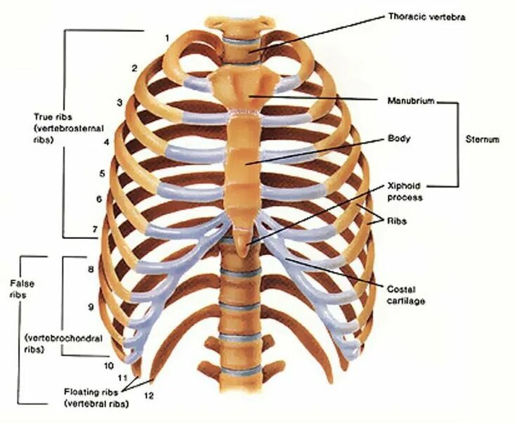 Расположение ребер у человека схема Pin by Kwesi on INTERESTING FACTS Human ribs, Human rib cage, Human