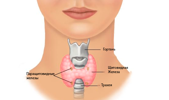 Расположение щитовидки на горле фото Все о ТТГ (тиреотропном гормоне)" - Яндекс Кью